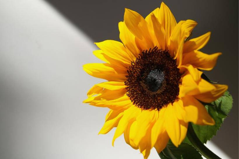 Beispiel Bouquet 3